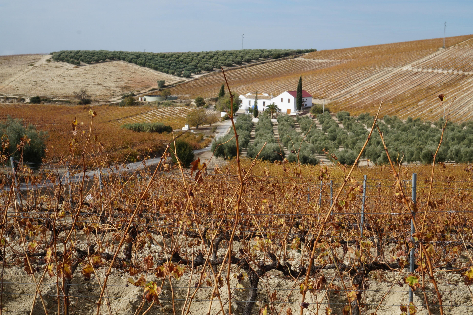 Paisaje de la Sierra de Montilla.