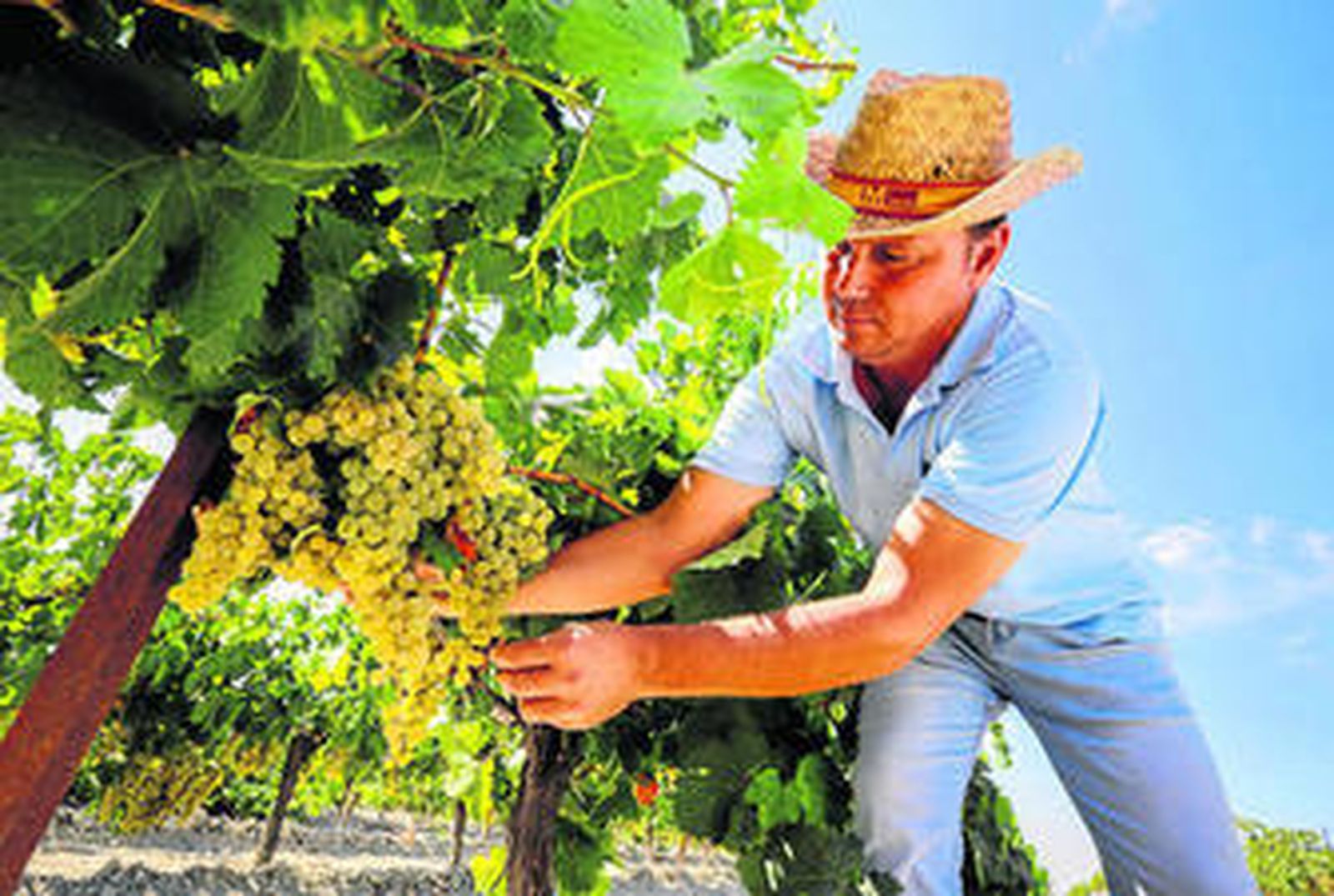 Benito Vidal, encargado de la viña 'Santa Lucía', muestra uno de los racimos de uva palomino fino que ayer se comenzaron a vendimiar.