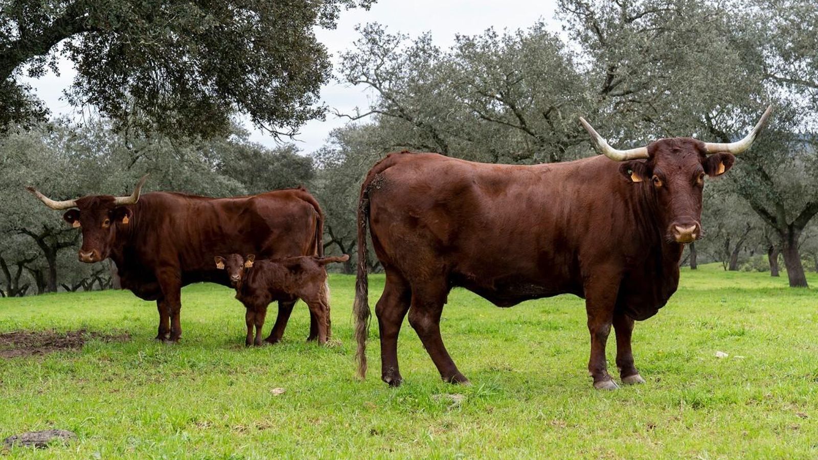 Cabezas de retinto extensivo en la explotación ganadera de El Alcázar.