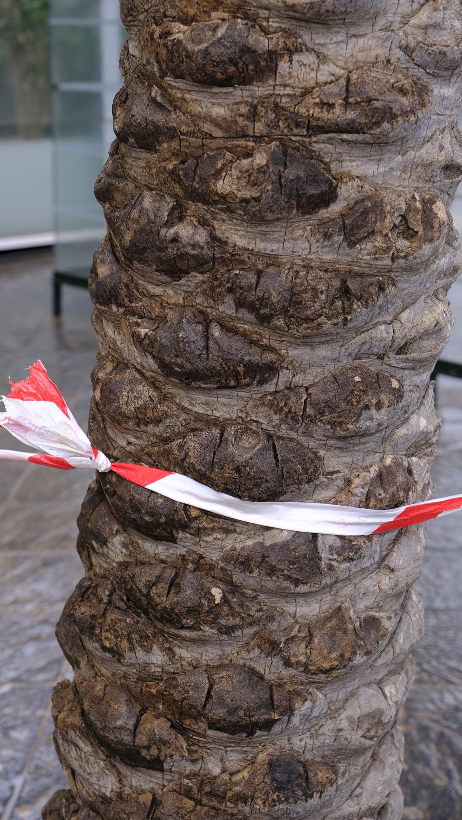 Imágenes de la acotación de palmeras. Almería