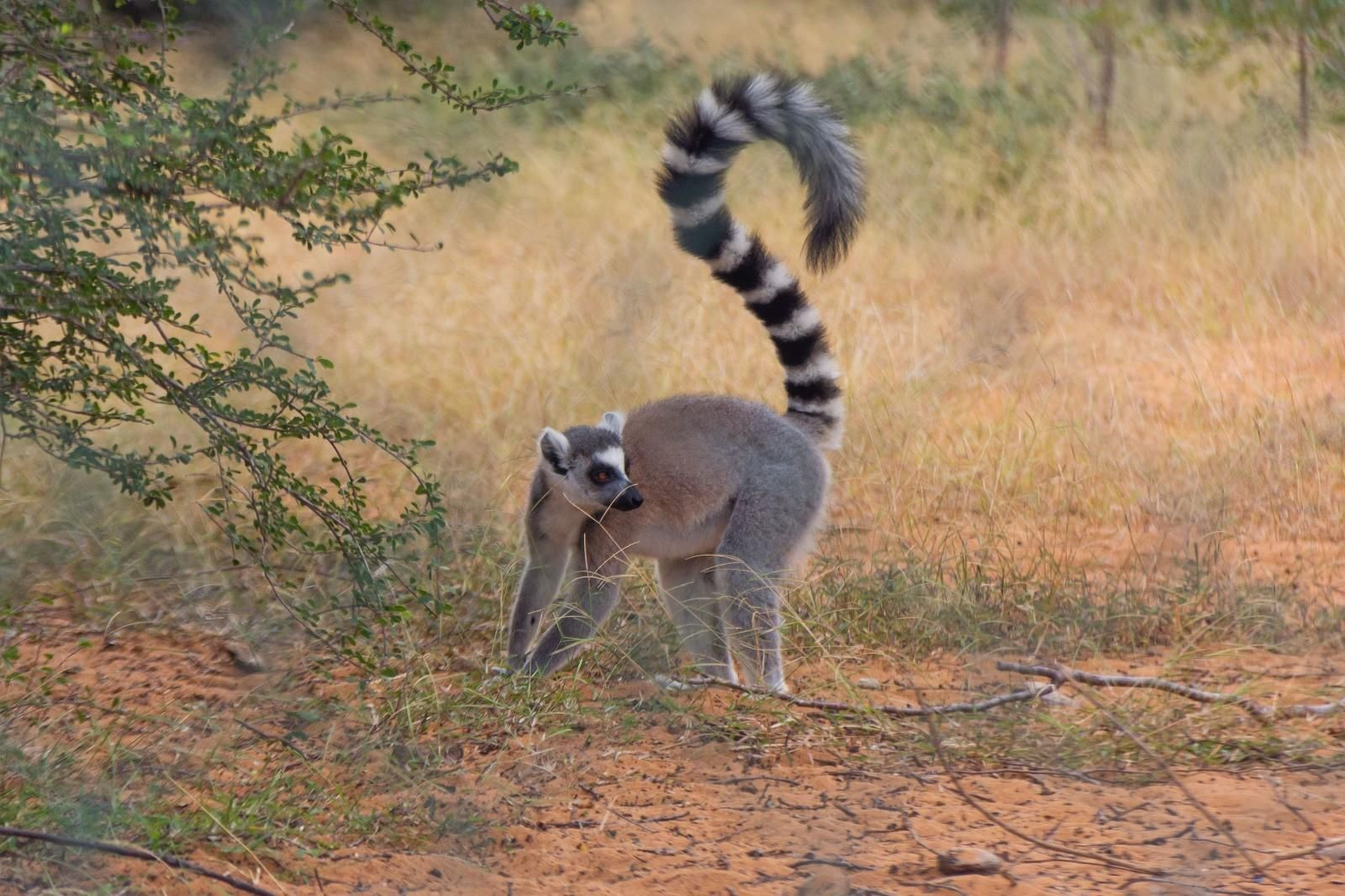 Pejcona participa en un proyecto de conservación del lémur de cola anillada en Madagascar.