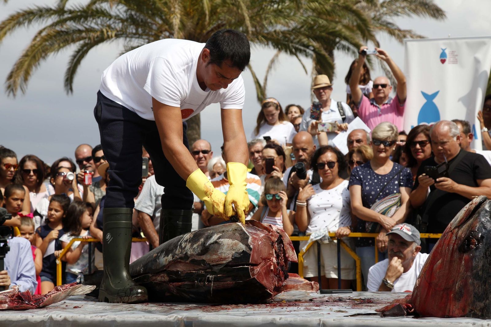 1. Miguel Fuentes despieza el atún ante la atenta y curiosa mirada del público  2. José Antonio López informa al respetable sobre el proceder del ronqueador en la Plaza de la Almadraba. 3 y 4. Fuentes, ataviado con una camiseta y banda en la cabeza en homenaje a Japón, realiza el corte del atún al estilo del país nipón.