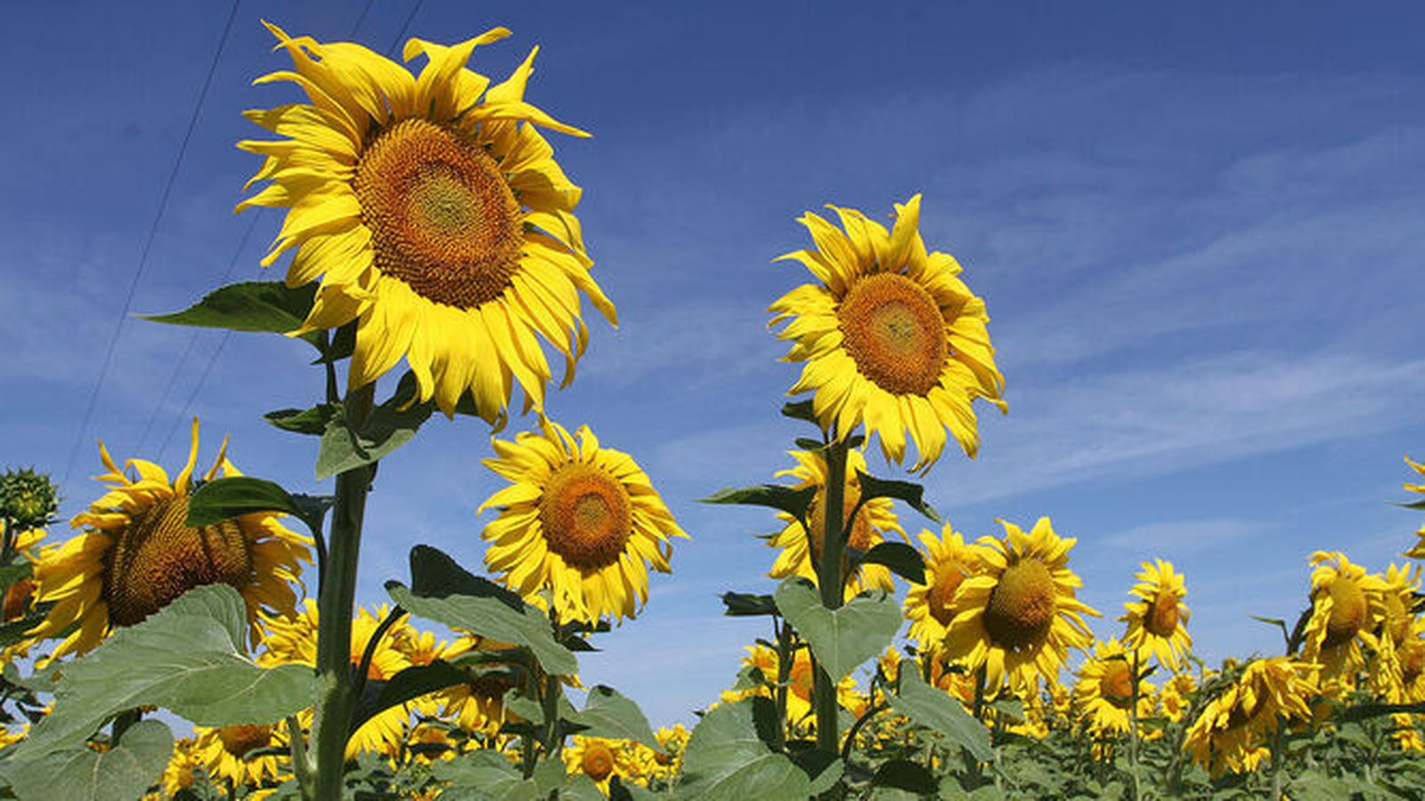 Campo de girasoles