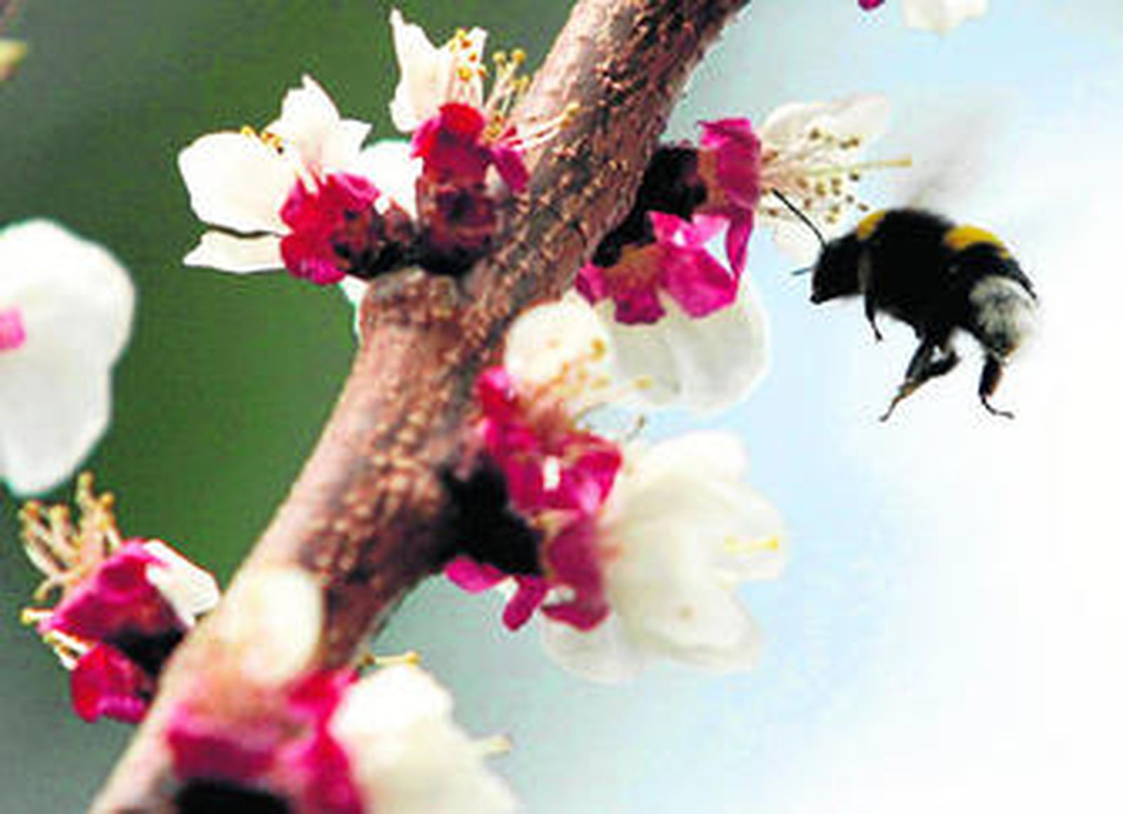 Un abeja se acerca a extraer polen de unas flores en plena primavera.