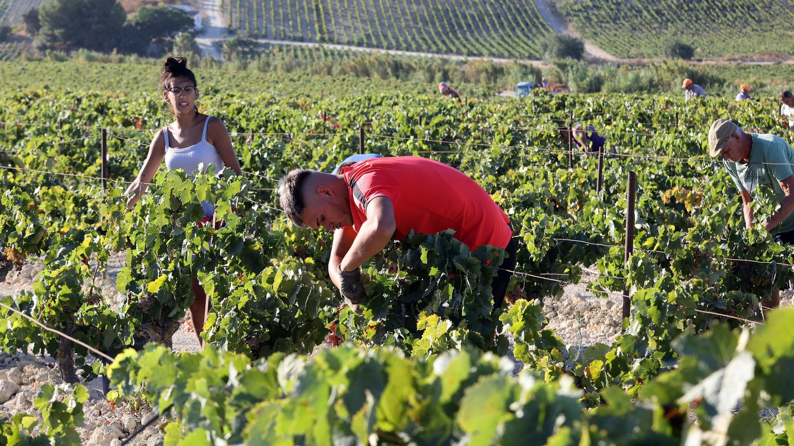 Vendimia a mano en la Viña El Caribe en Jerez