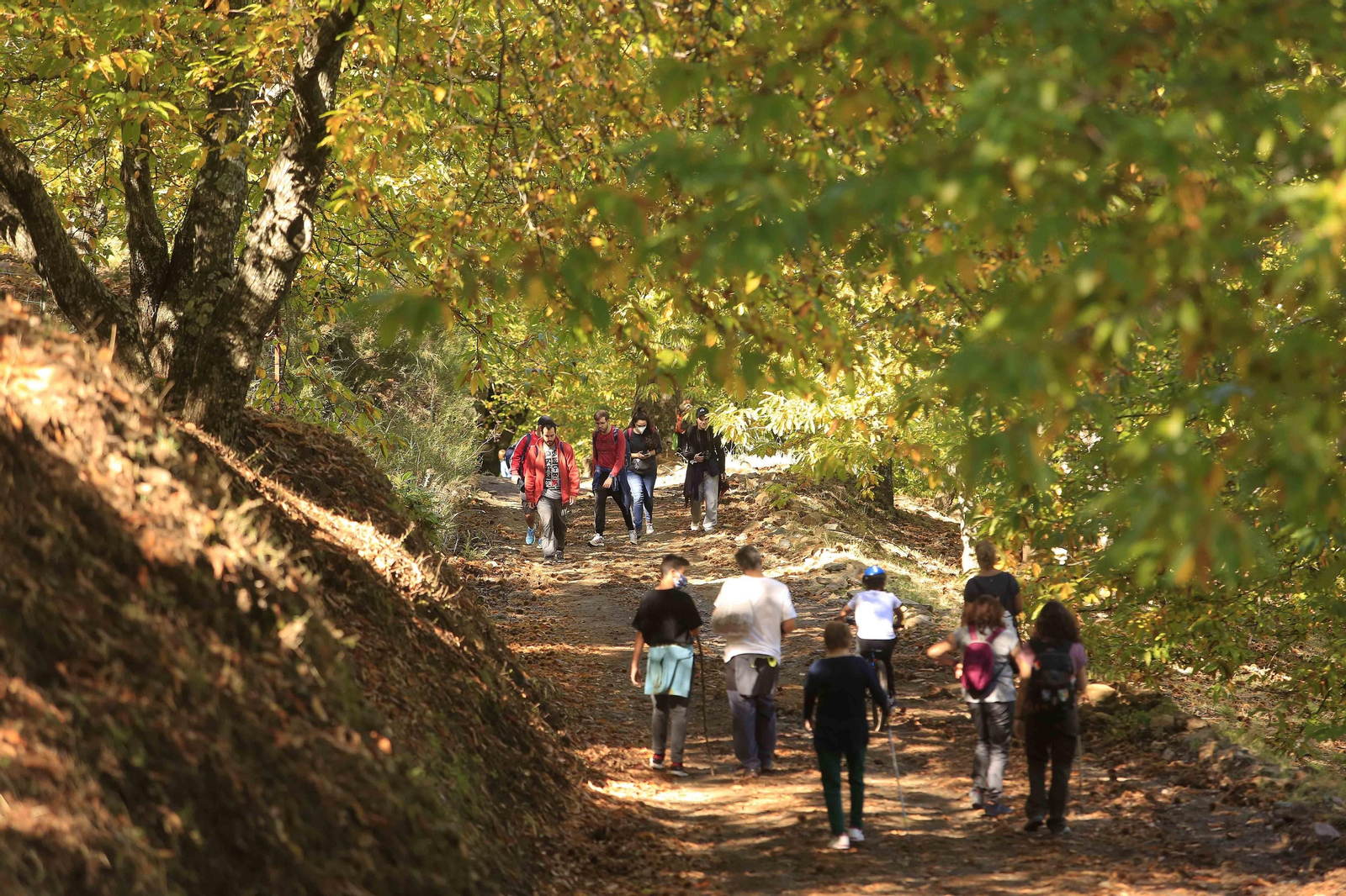 El Bosque de Cobre en el primer otoño de la pandemia