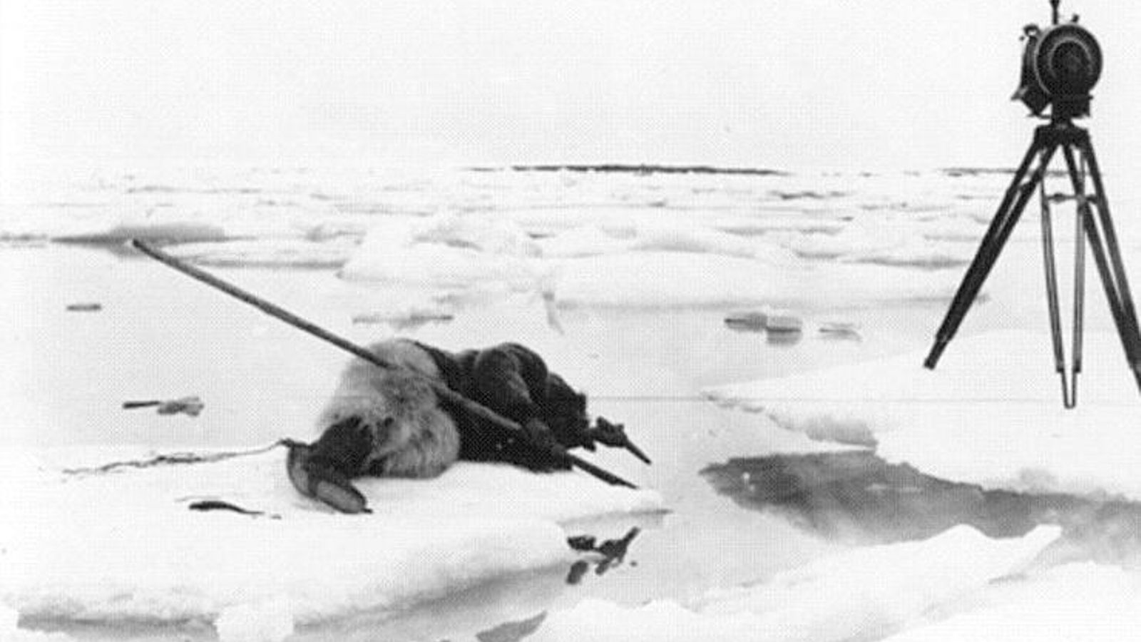 Los límites entre la realidad y la ficción se diluyen en la secuencia de la caza de la foca.