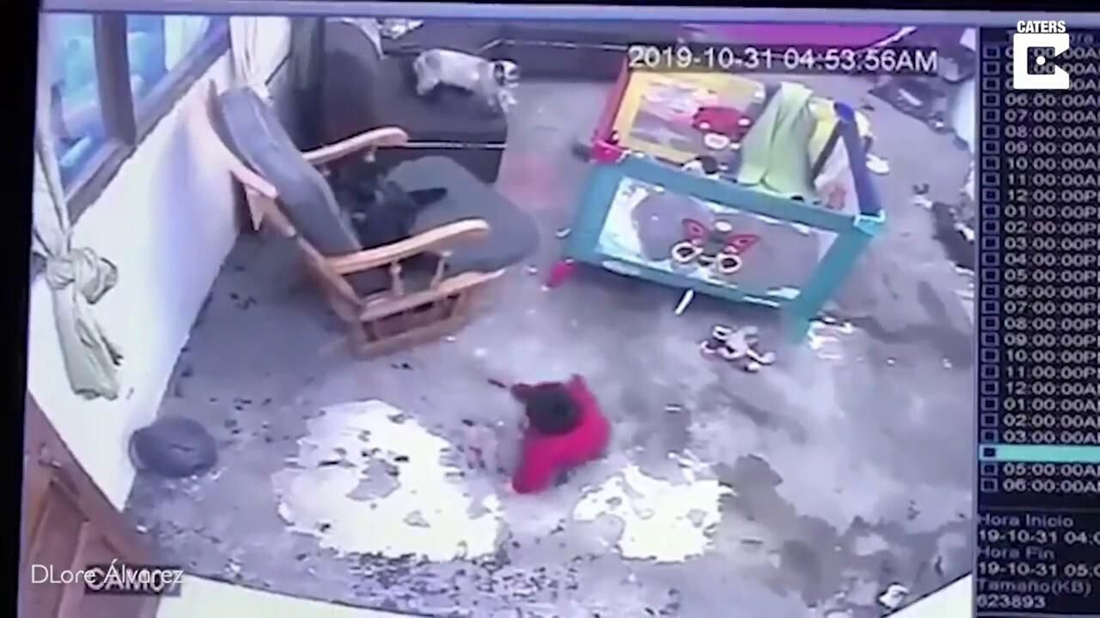 El heróico gesto de un gato que rescata a un bebé al borde de caer por las escaleras