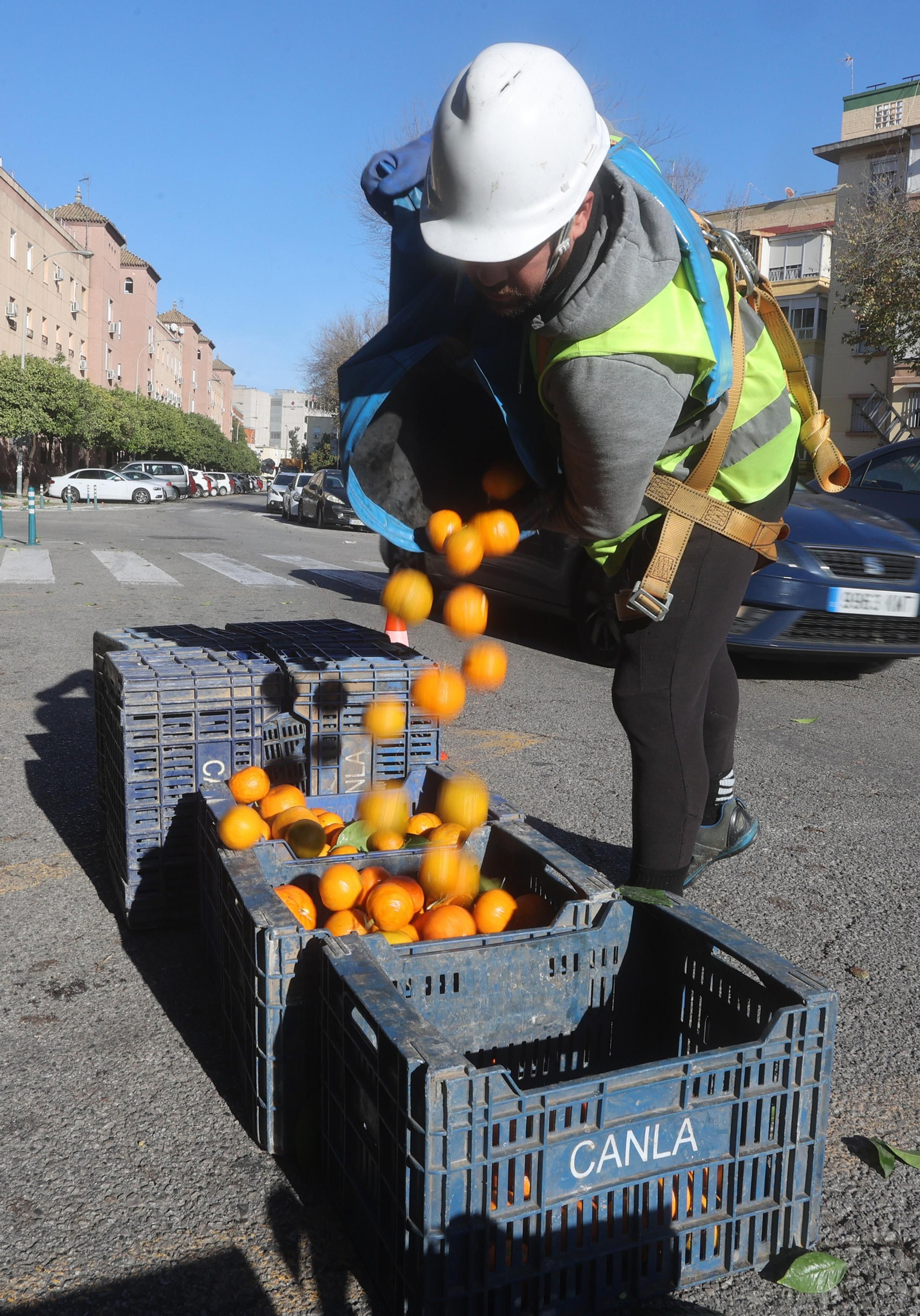 Recogida de la naranja de las calles de Sevilla