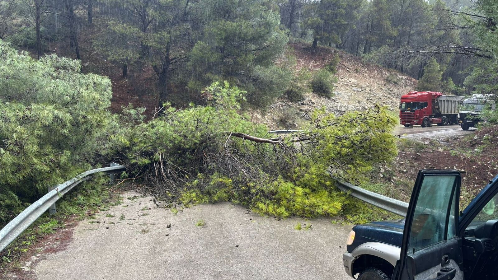 Árboles caídos en la carretera, en el tramo de bajada desde el puerto Martínez de Casarabonela