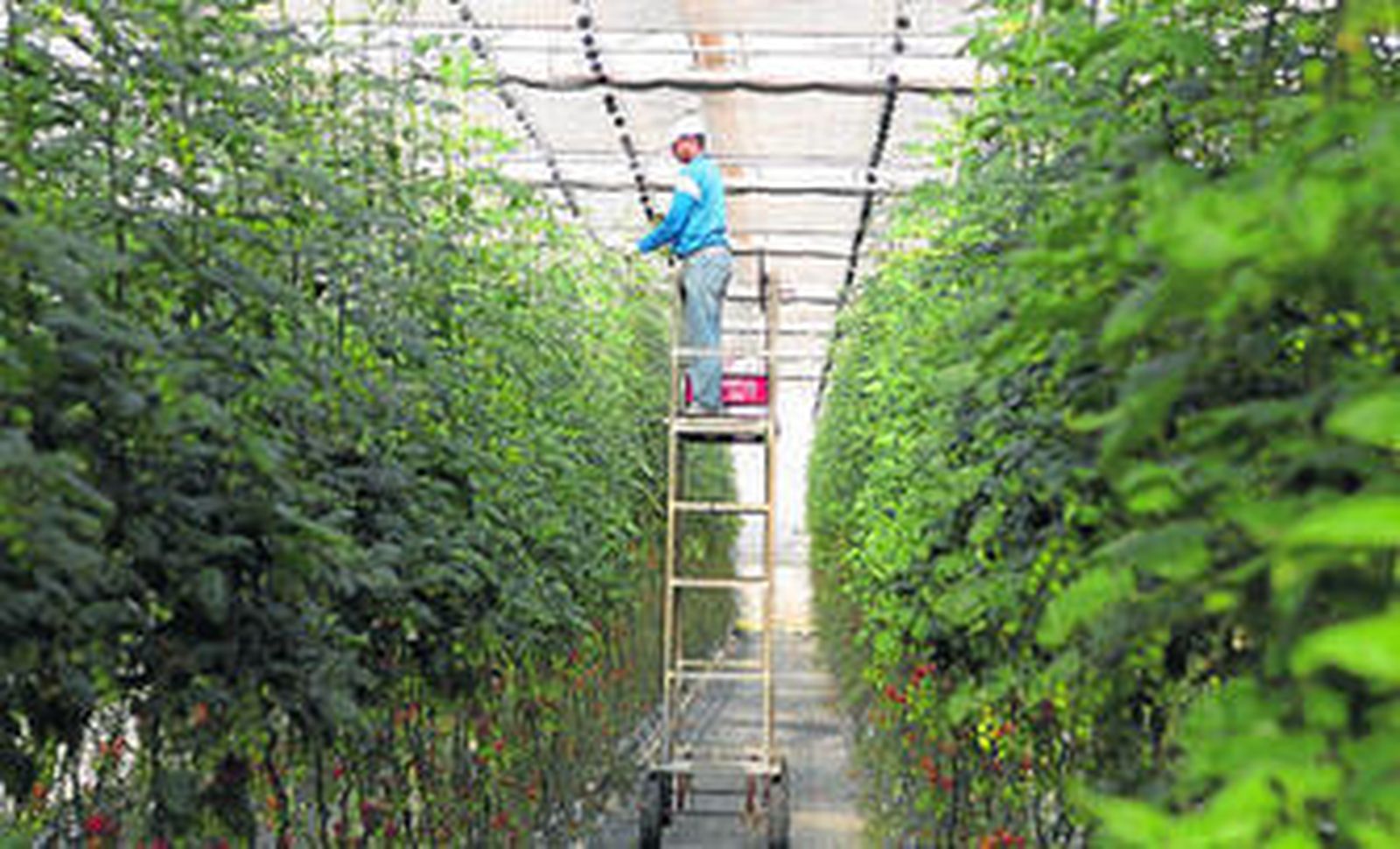 El Poniente concentra la mayor densidad de cultivos bajo plástico del mundo.