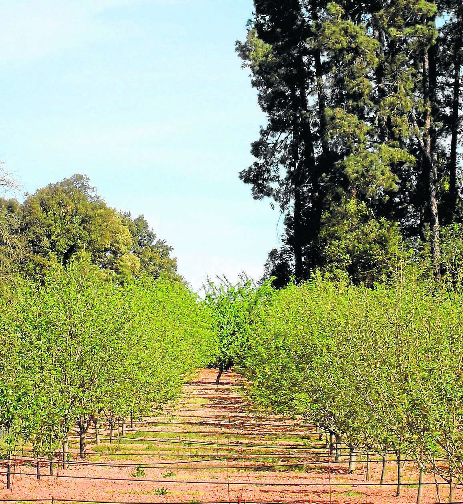 Árboles frutales en Huelva.