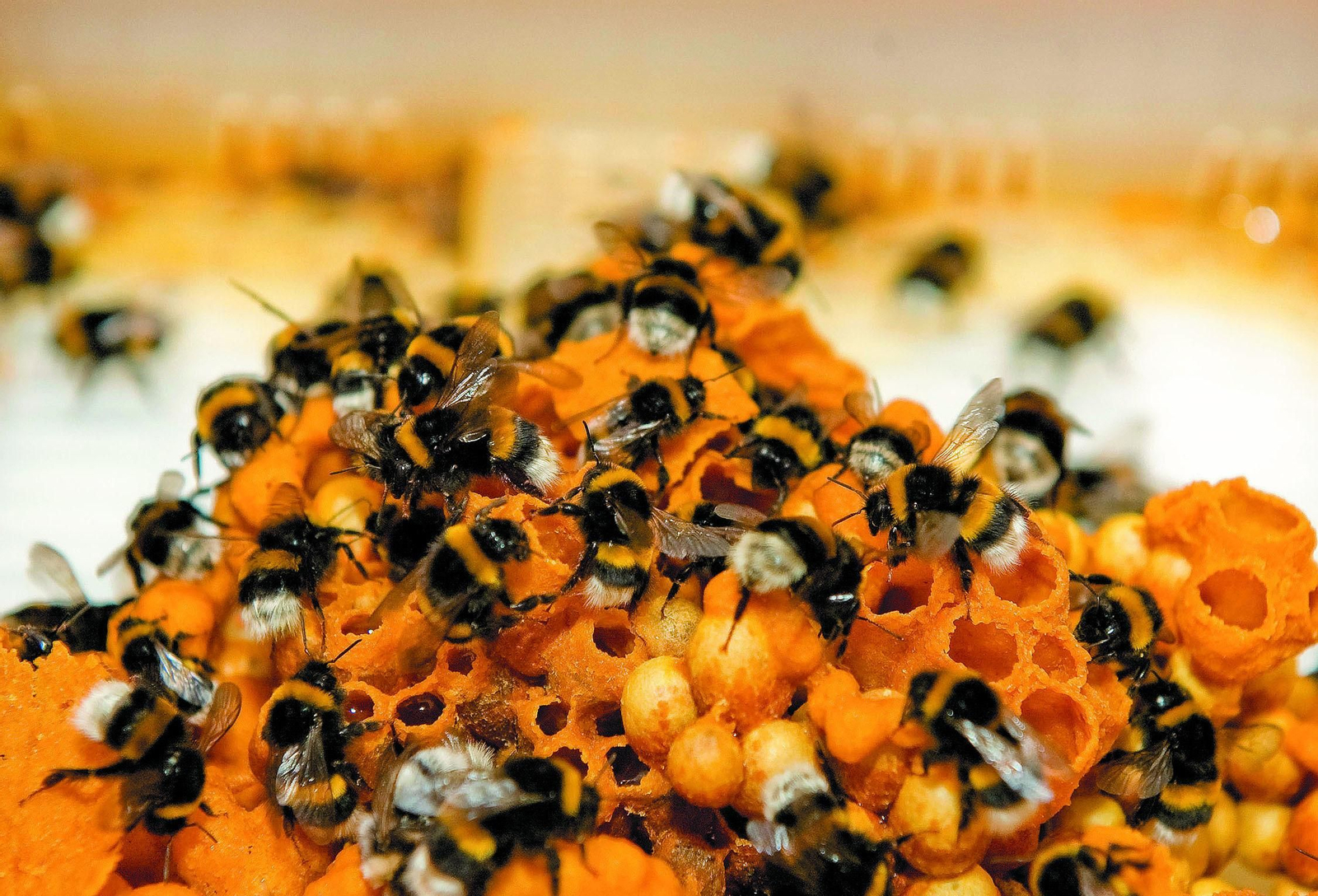 Investigadores de la Estación Biológica de Doñana-CSIC y UAL determinan que los insectos comerciales se ven favorecidos.