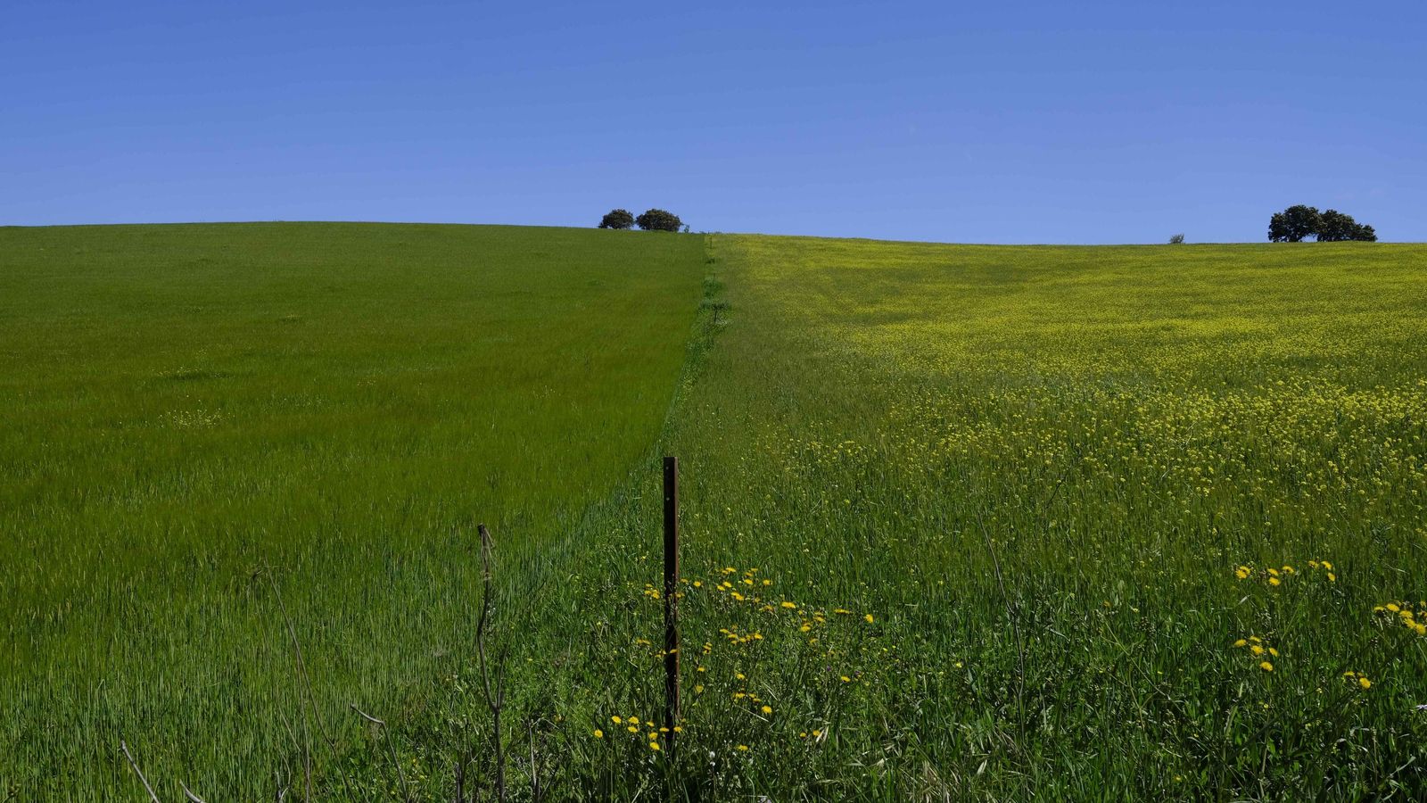 Zonas de cultivo próxima a Ronda.