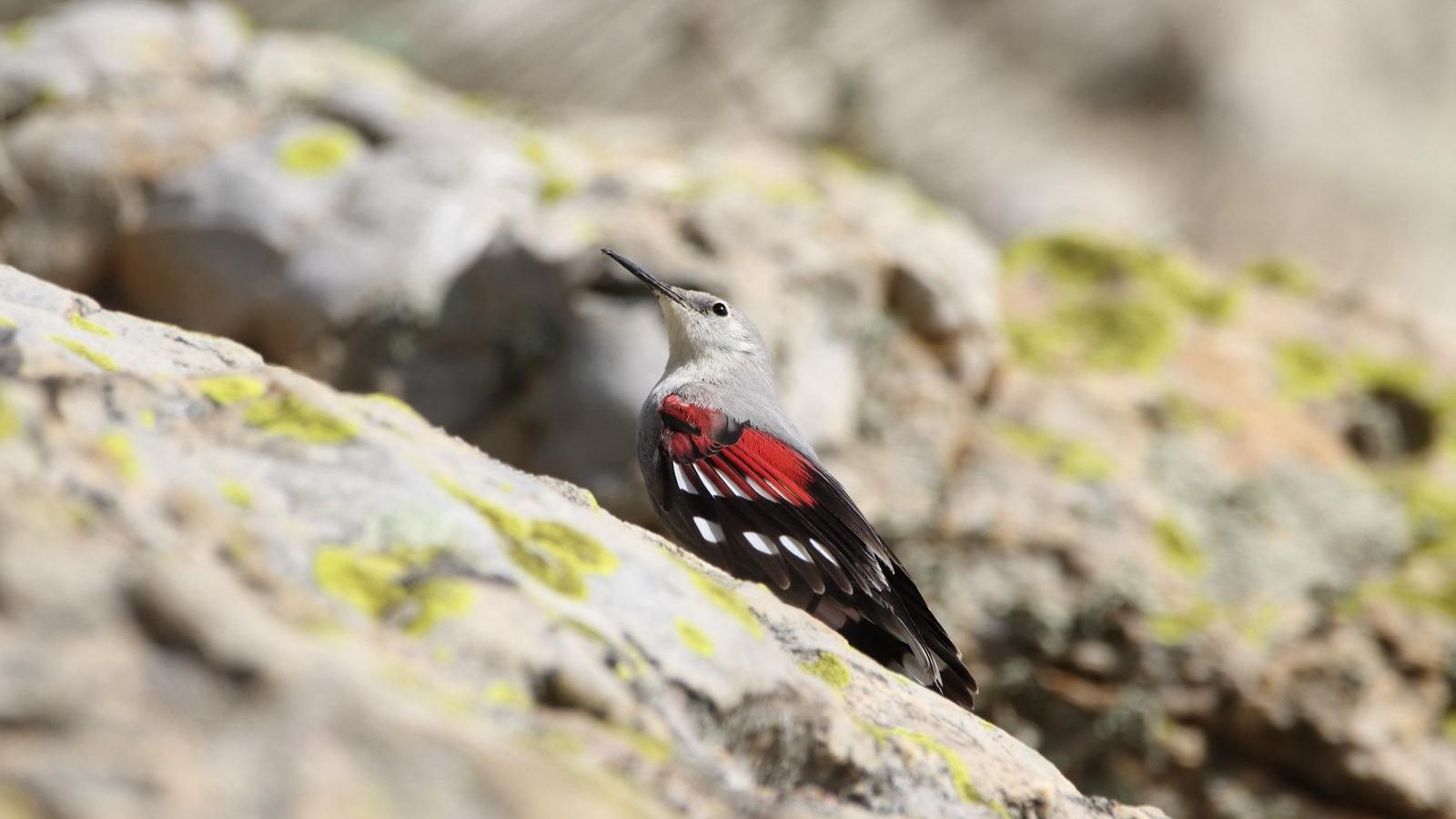 Plano detallle del treparriscos.