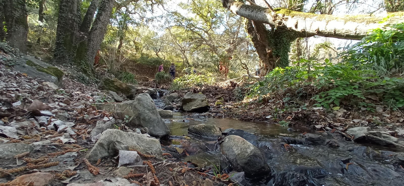 Las imágenes de la ruta de la cascada de Jollarancos y bosque de las letras
