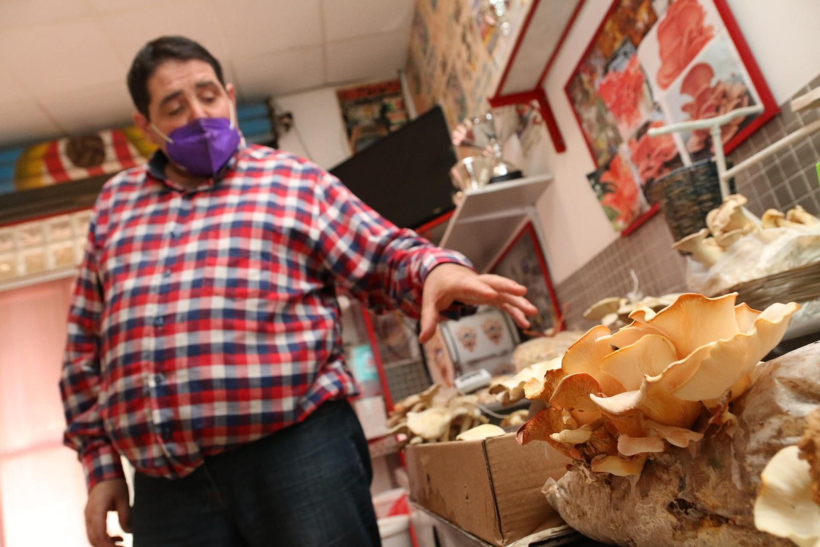 Fotogalería del Reino de las Setas