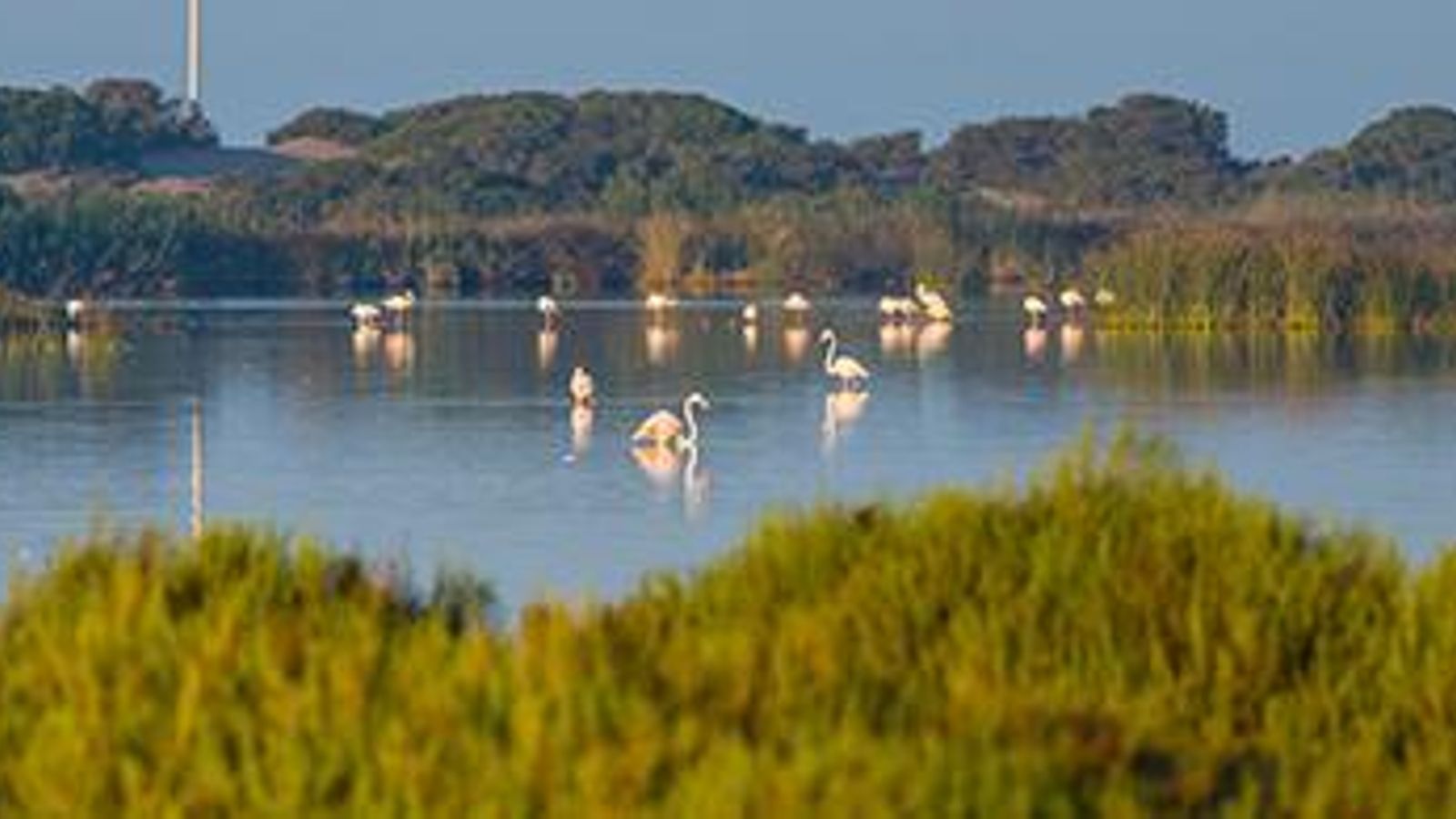Observación de flamencos en Punta Entinas, El Ejido.