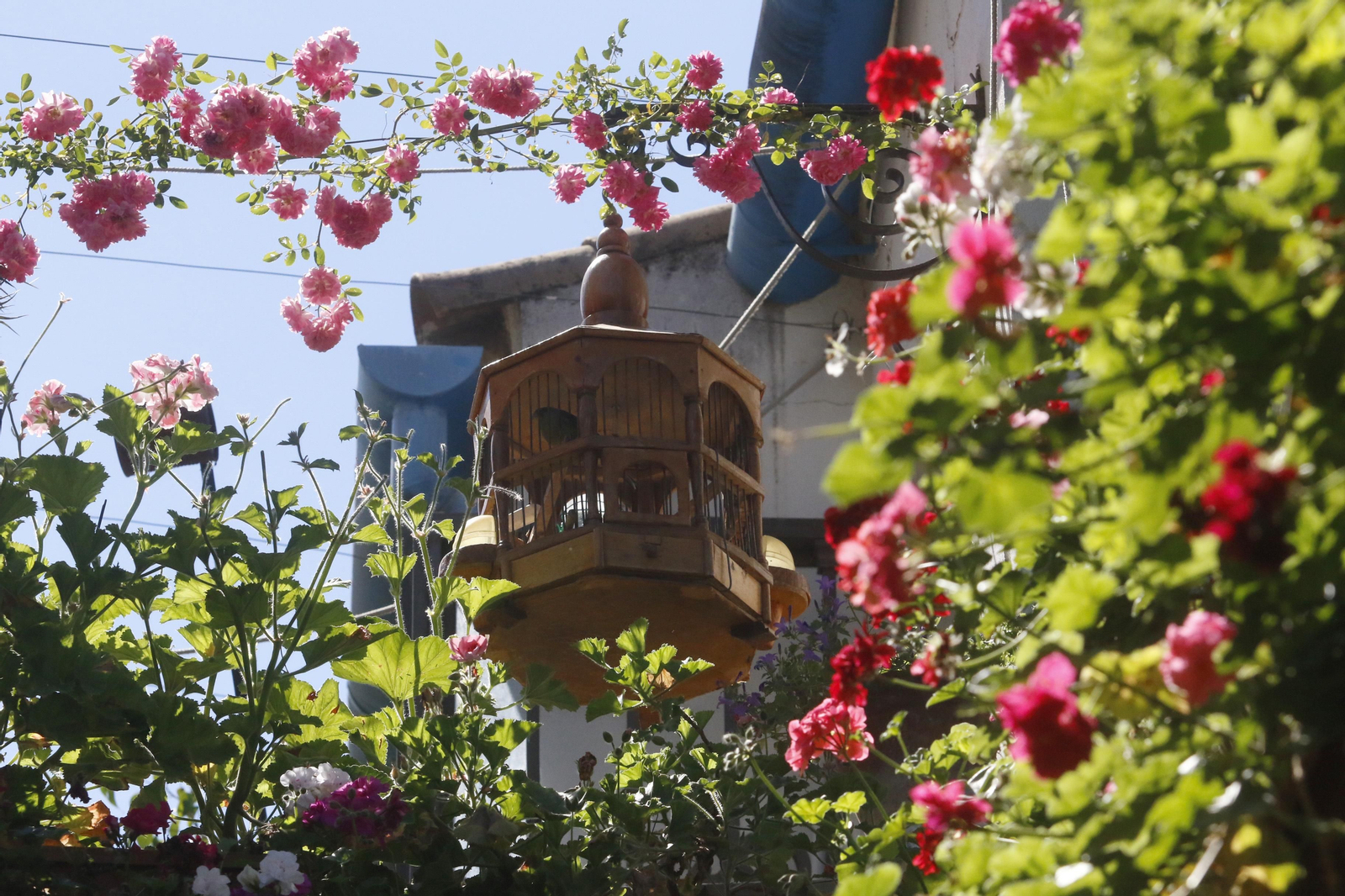 Ruta San Lorenzo de los Patios de Córdoba, en imágenes