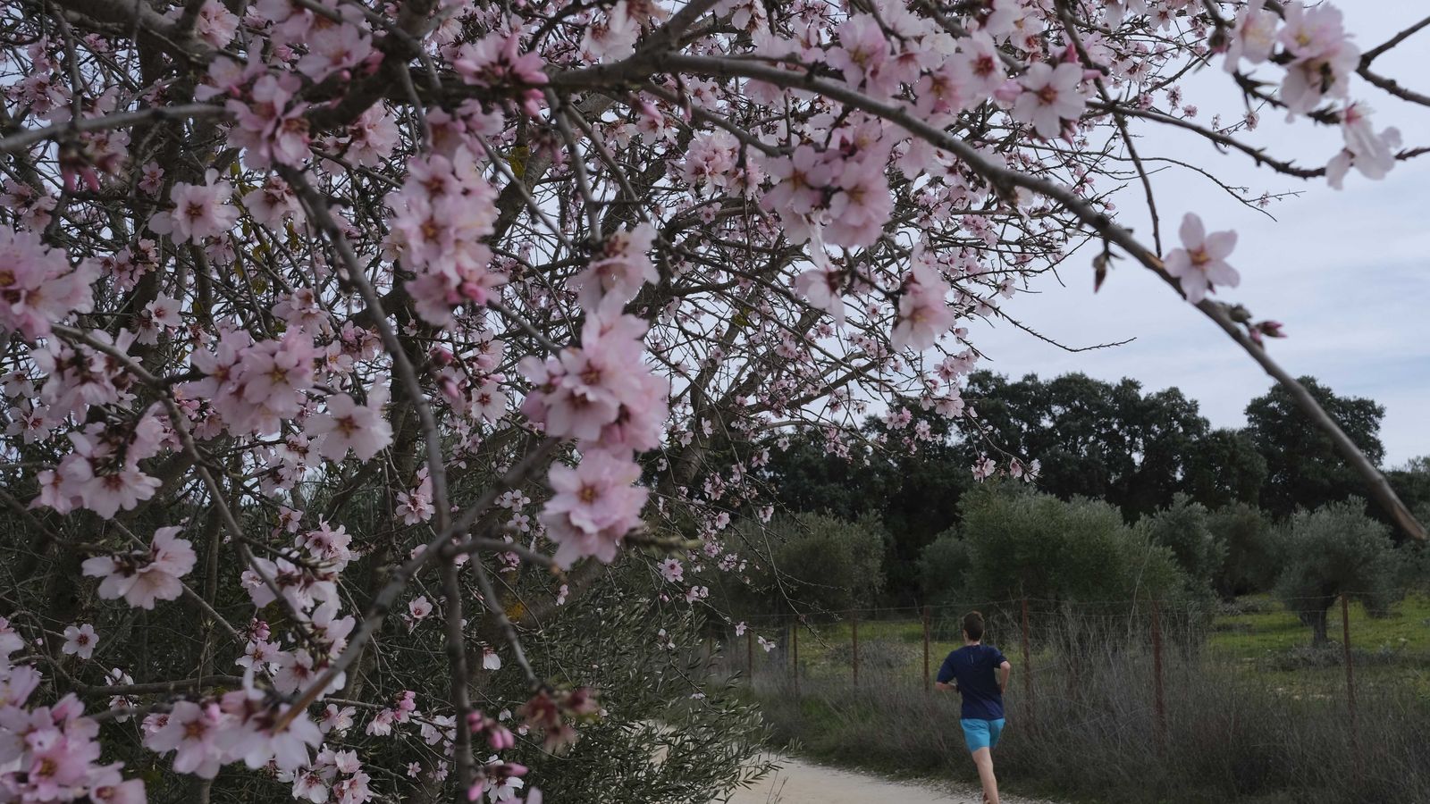 Almendros en flor junto a un carril habitual para los deportistas