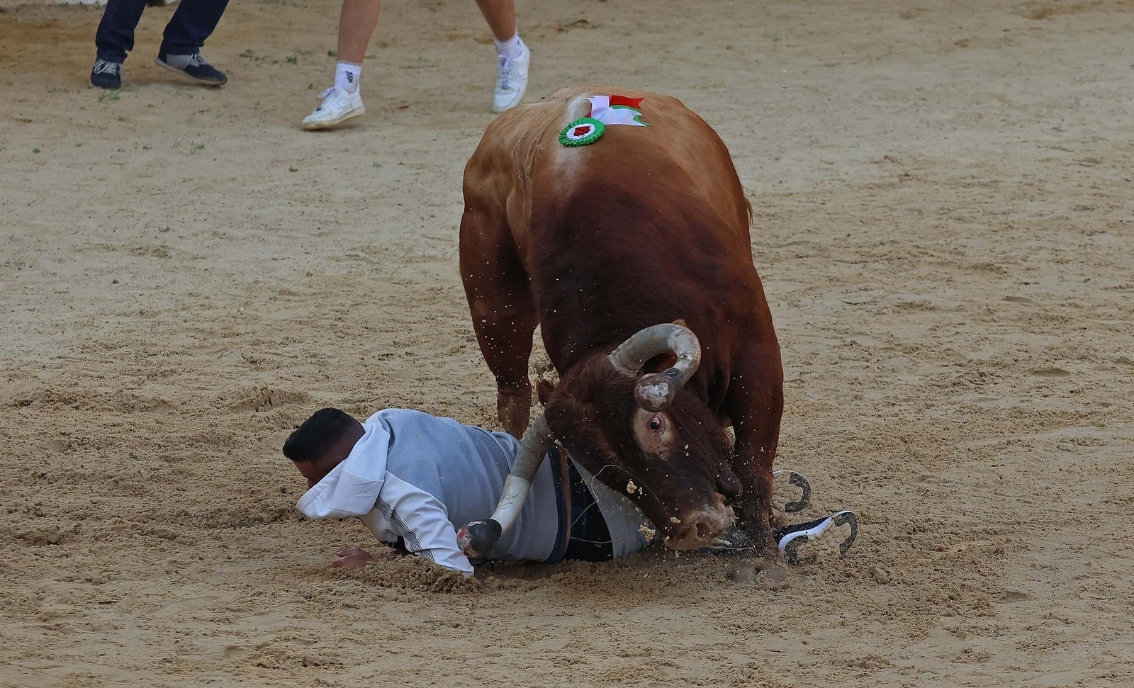 Las mejores fotos del Toro Embolao de Los Barrios 2024