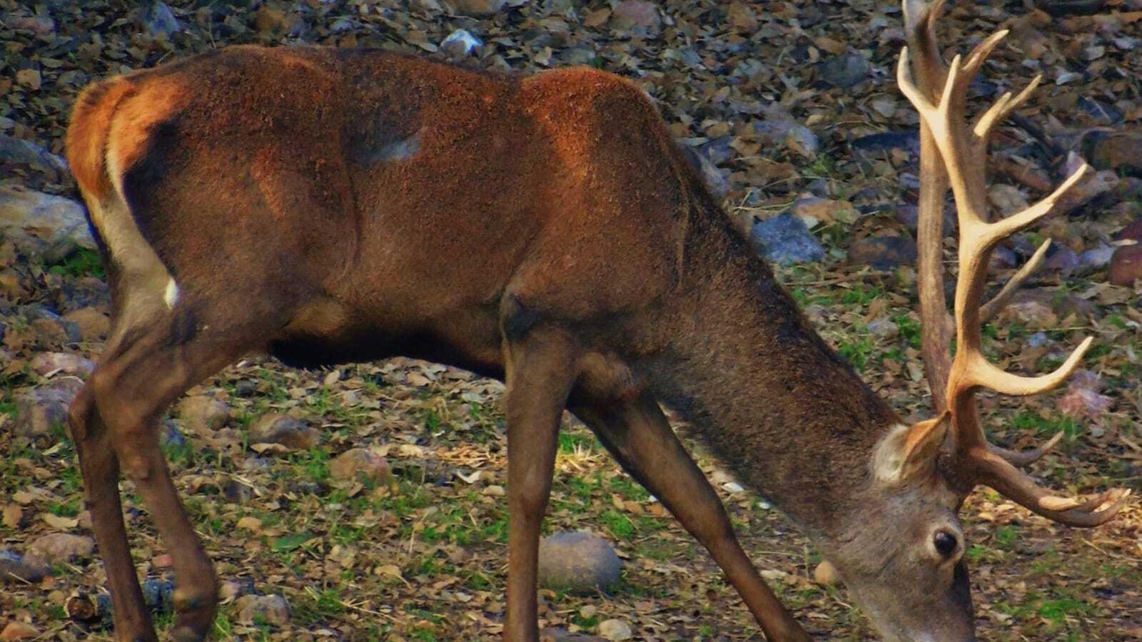 Fauna del Parque Natural de Despeñaperros.