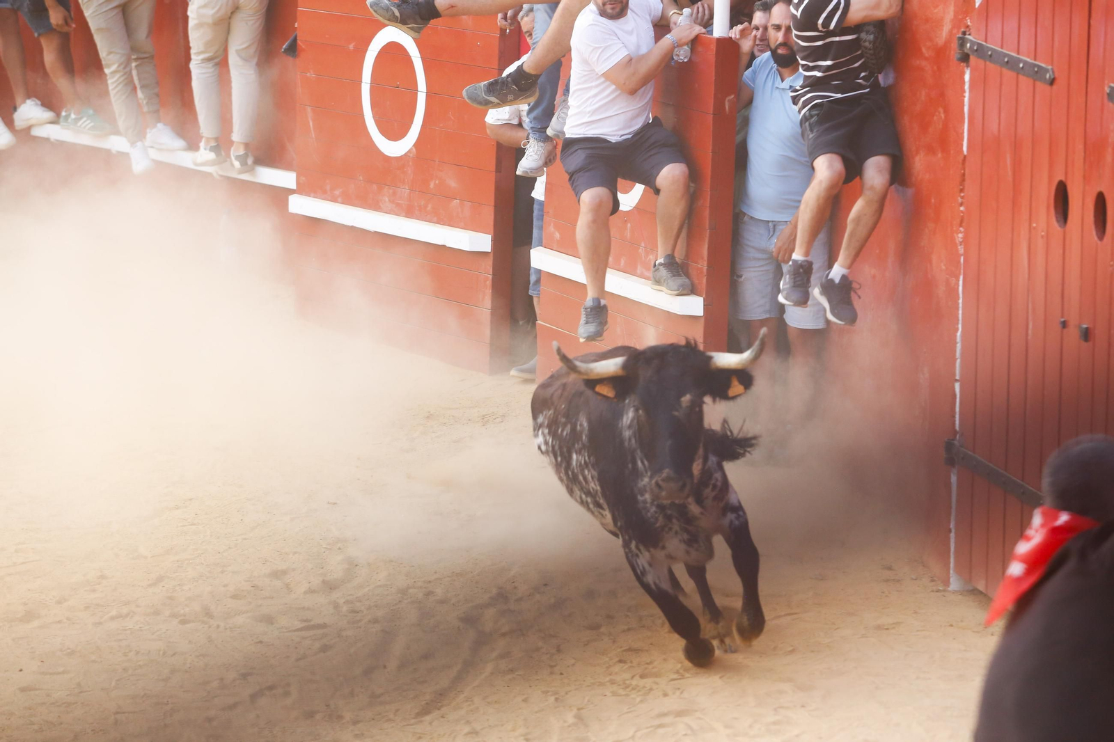 Fotos del Toro del Aguardiente en San Roque