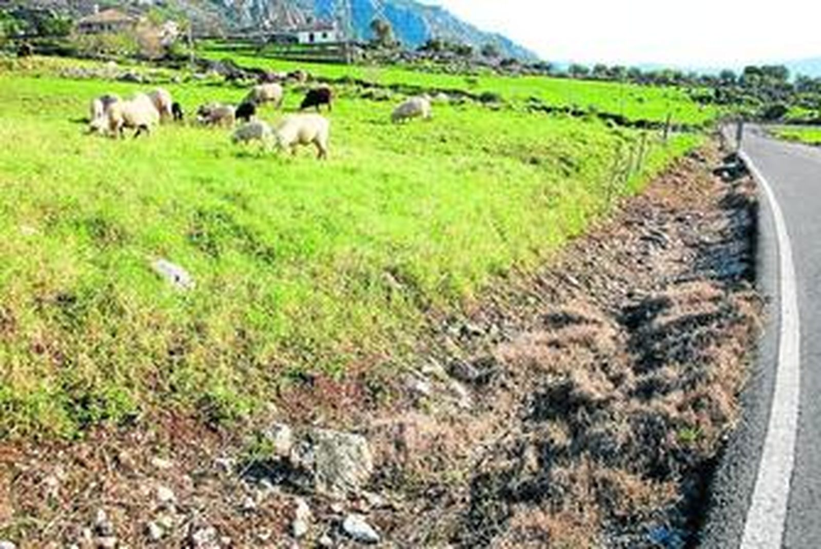 Unas ovejas con certificación ecológica pastan junto a una cuneta tratada con herbicida, en Benaocaz.