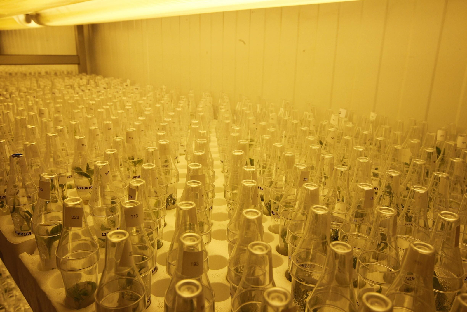 Fotogalería presentación resultados Bayer