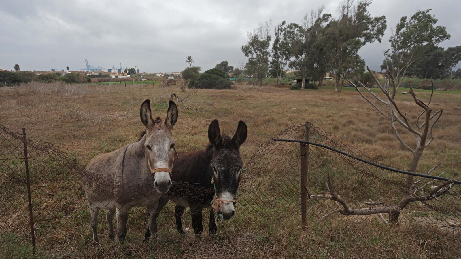 Fotos del parque del Torrejón en Algeciras