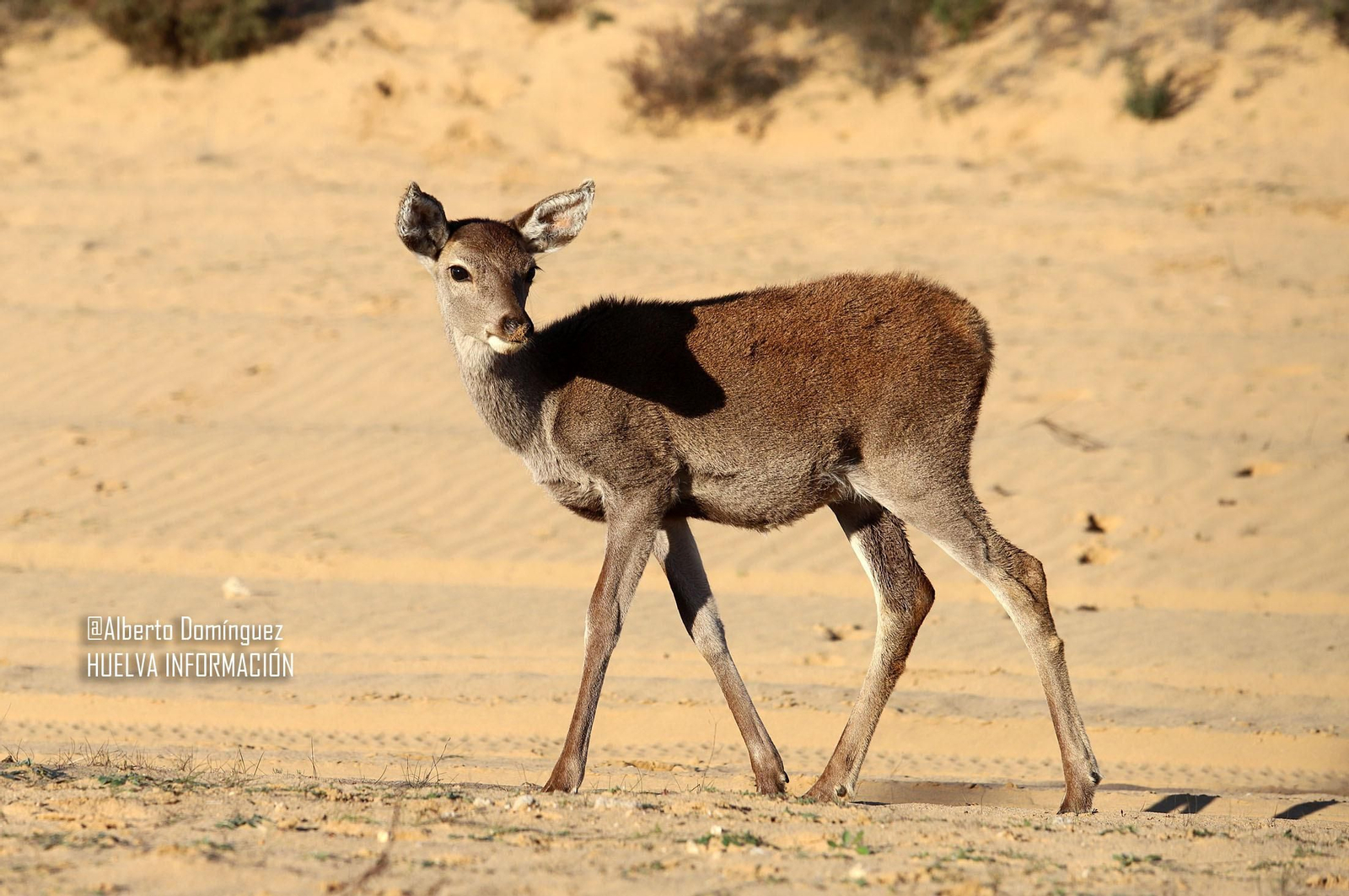Imágenes de ciervos de Doñana junto a la carretera norte de Matalascañas