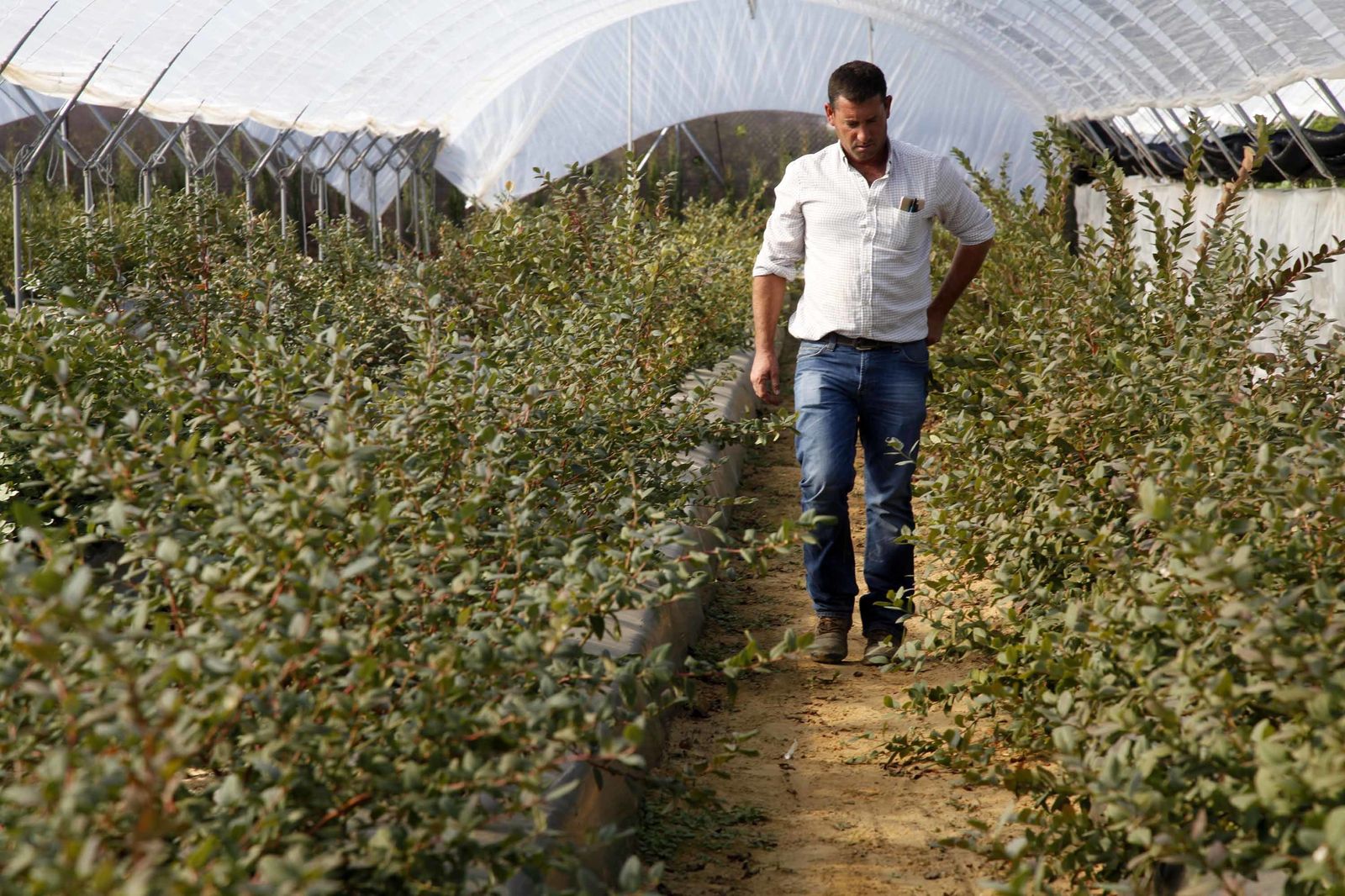 Inauguración de la finca experimental de  Onubafruit