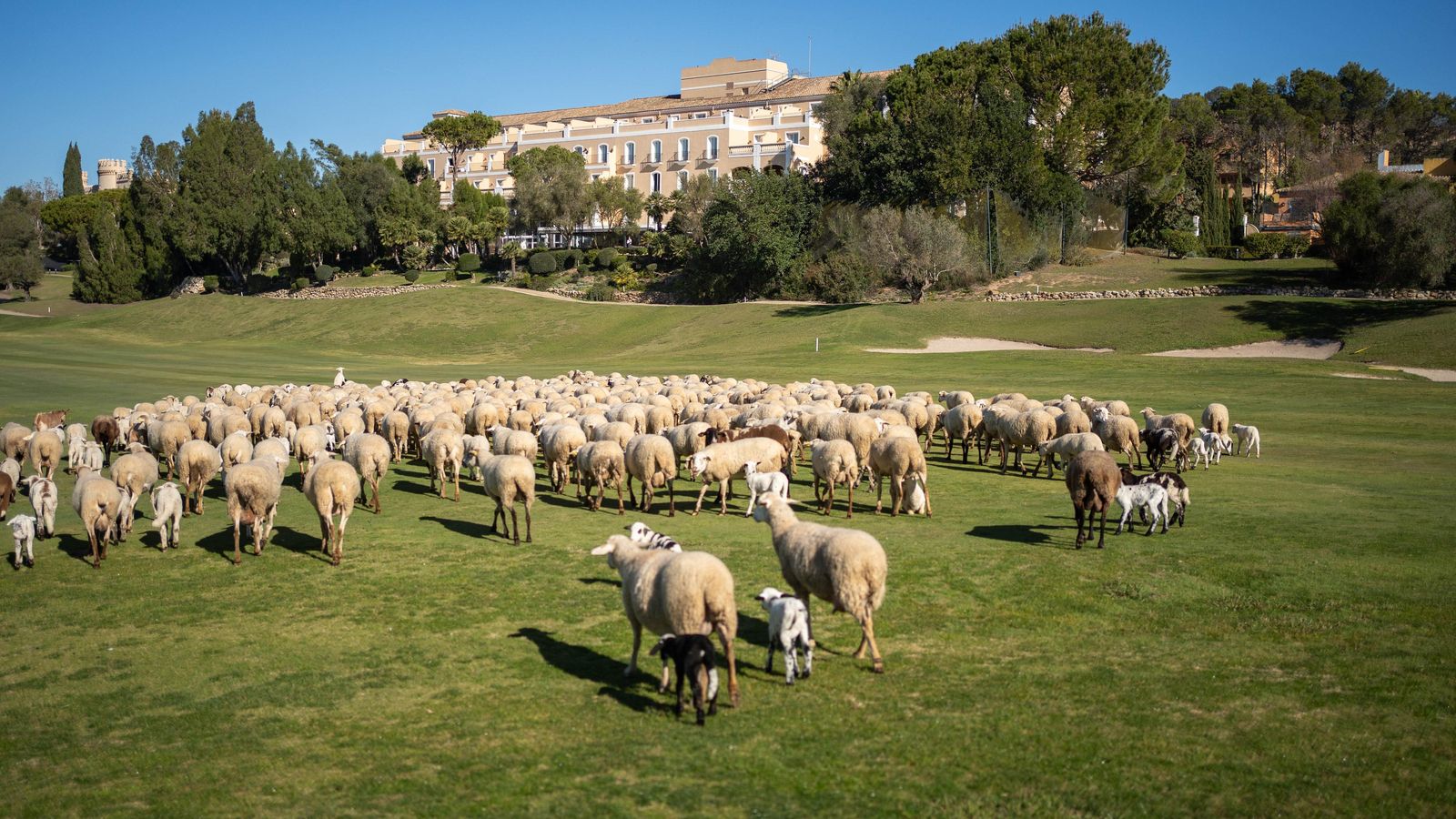 El rebaño, en el campo de Montecastillo.