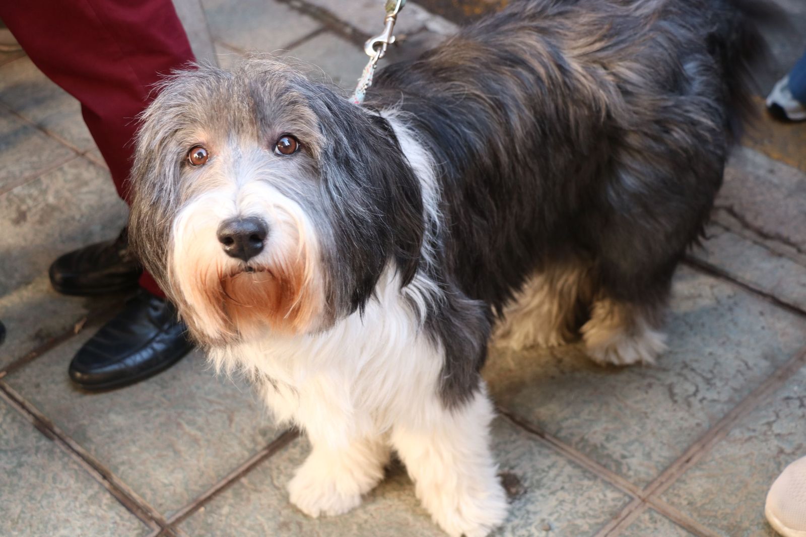 Así ha sido la bendición de las mascotas y la subasta de 'rabicos' en el casco histórico de Almería