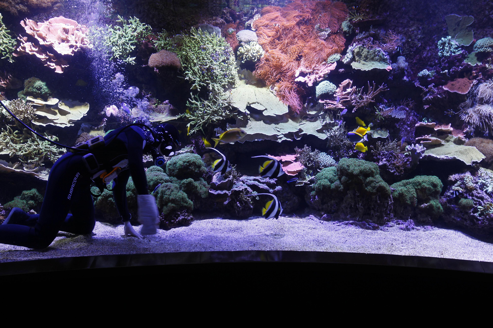 Semana de la Educación Ambiental en el Acuario de Sevilla