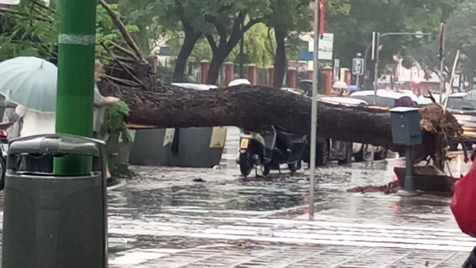 Se cae el árbol puerta de San Benito