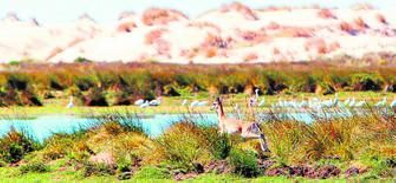 Vista de la laguna de Santa Olalla en el Parque Nacional de Doñana.