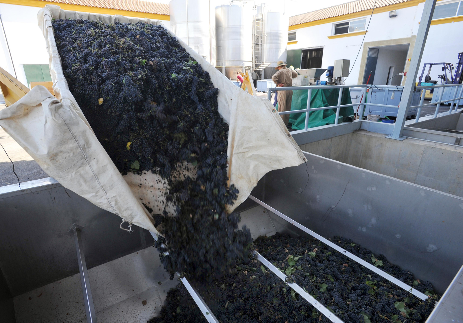 Así se elabora el vino Pedro Ximénez