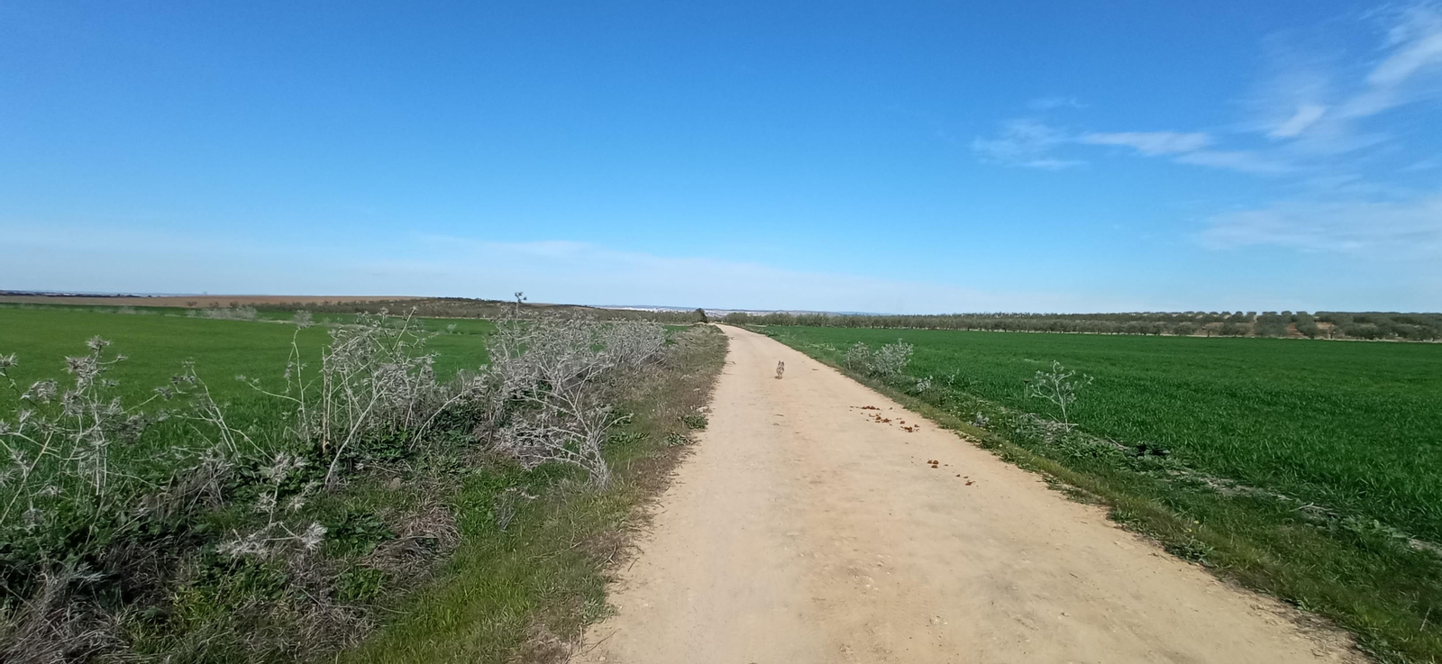 Las imágenes de la ruta de la dehesa de Albaida del Aljarafe