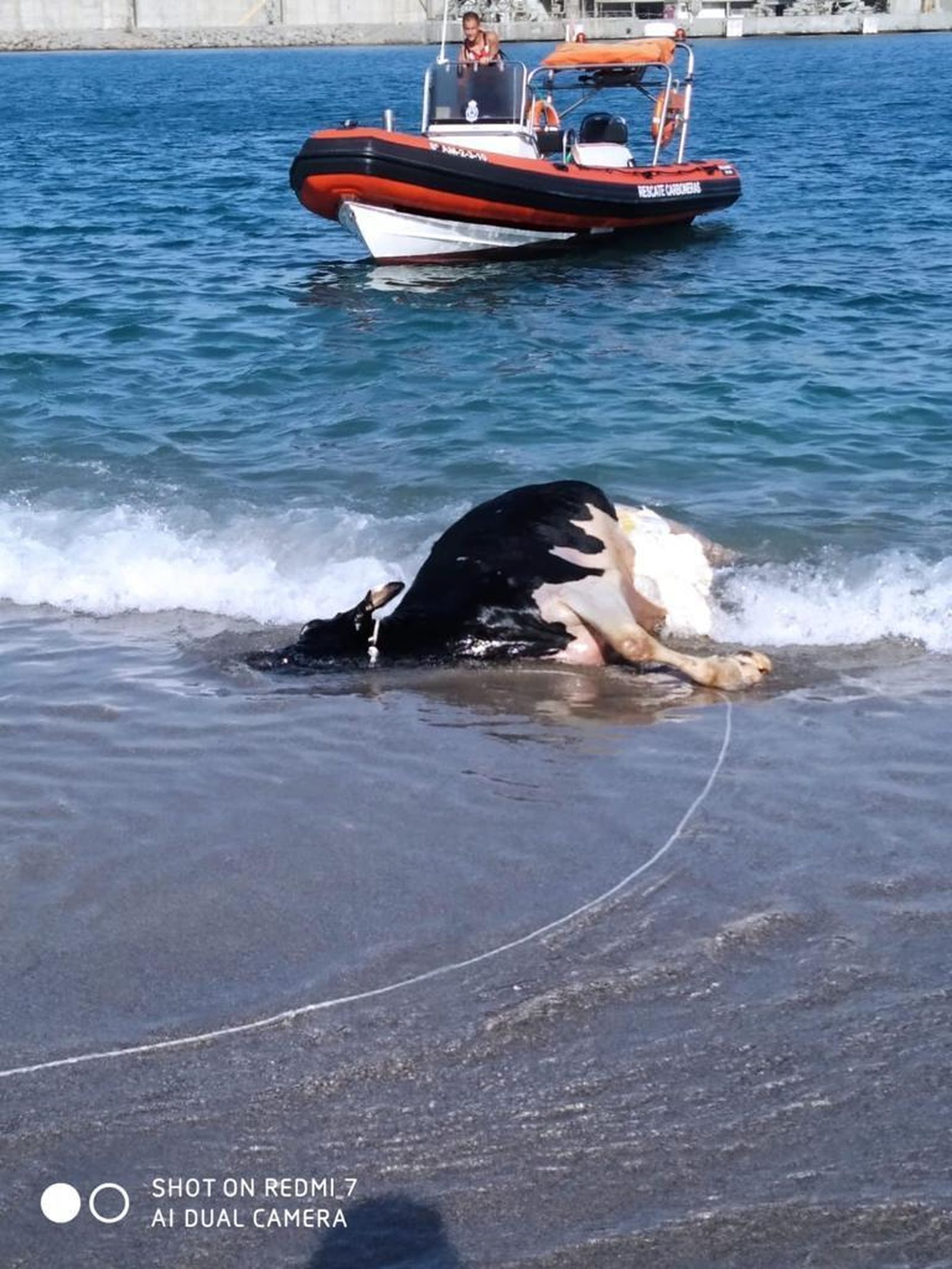 La vaca muerta, ya en la playa tras ser sacada del agua.