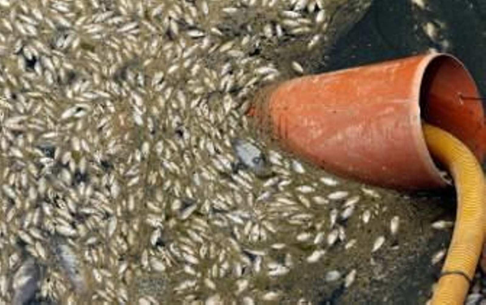 Mal olor y peces muertos en la Laguna de Torrox en Jerez
