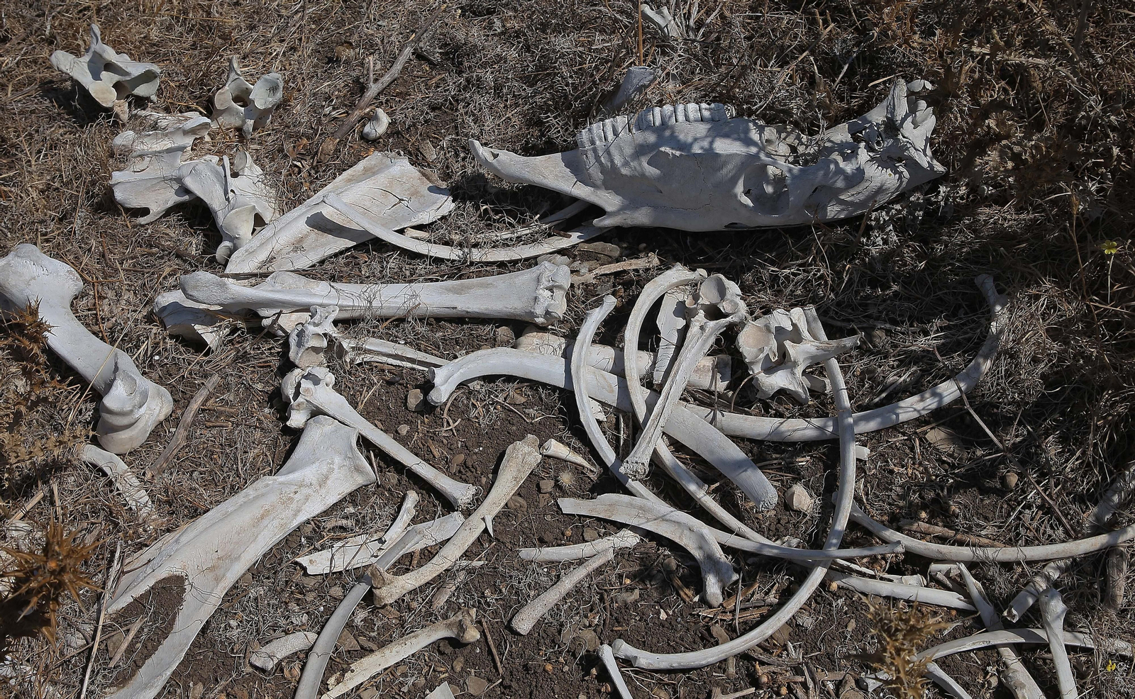 El cementerio ilegal de caballos de Algeciras, en imágenes