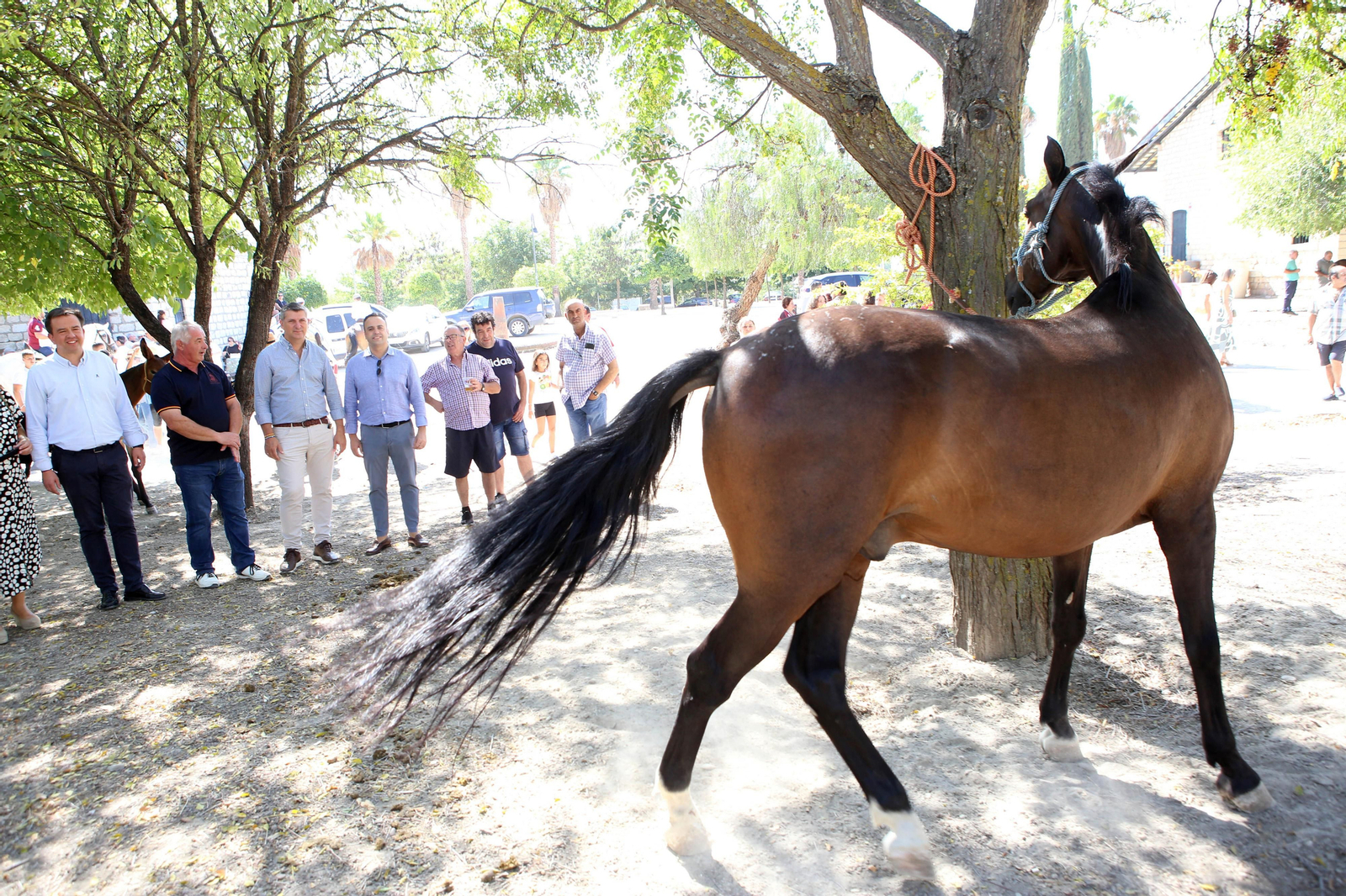 Las autoridades visitan la Feria del Ganado de Lucena.