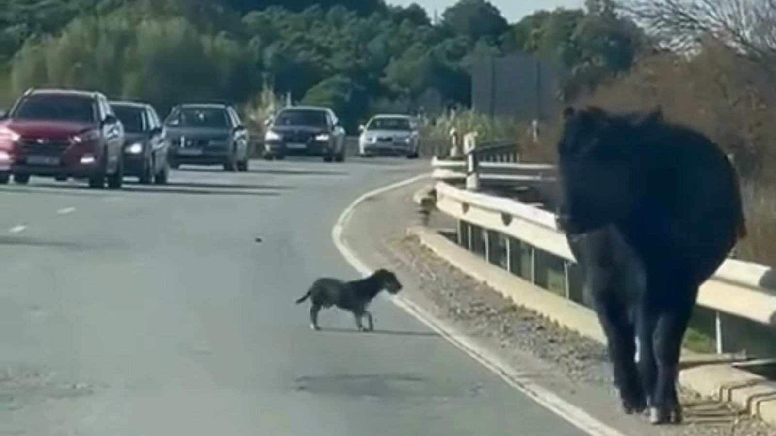 Un toro suelto se pasea por la carretear entre Moguer y Lucena del Puerto