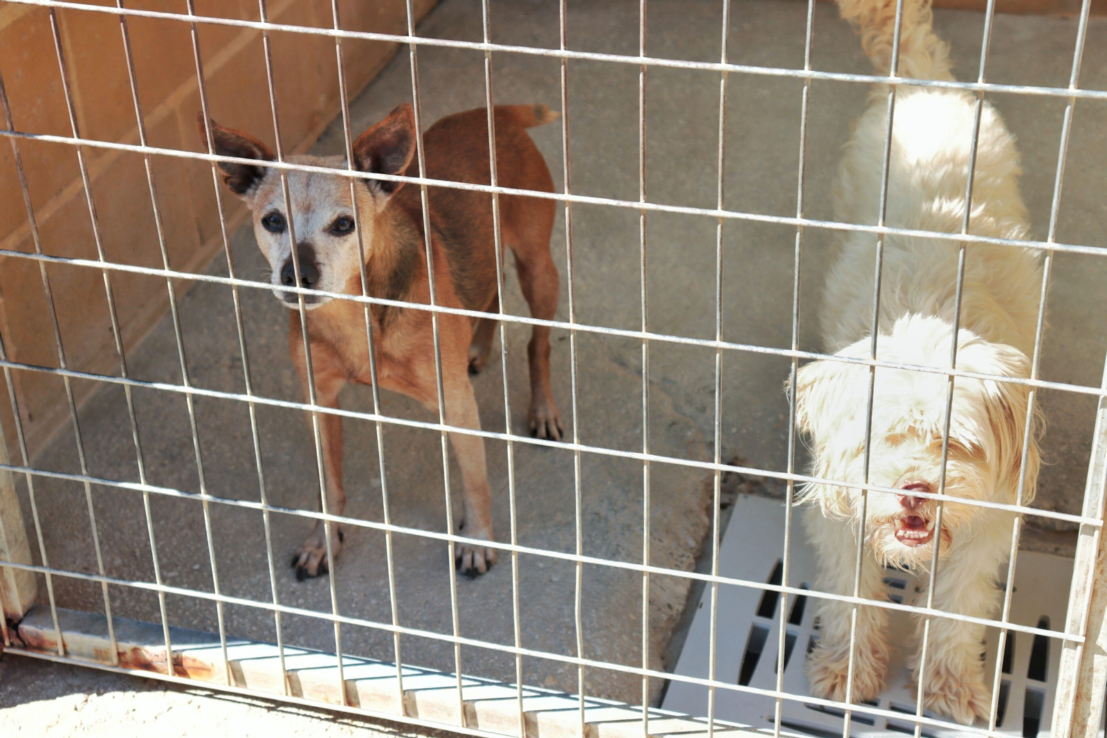 Perros en la Protectora de Animales de Málaga.