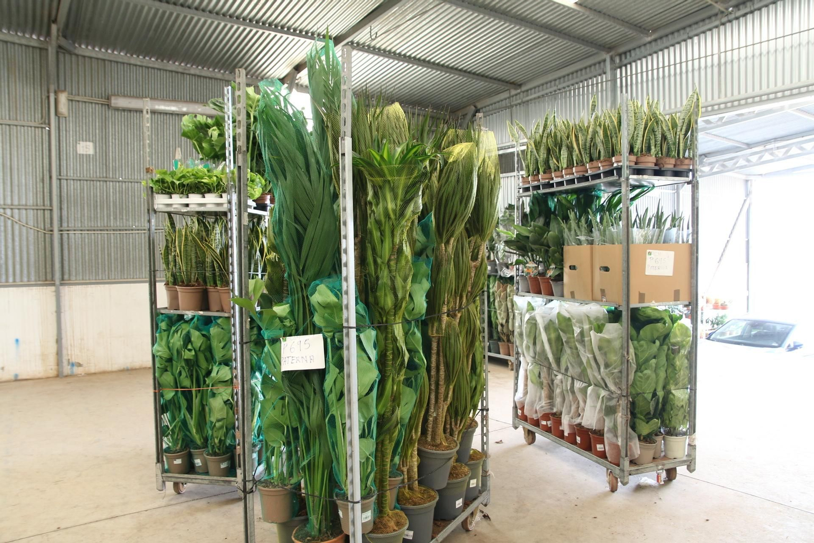 Imágenes de la venta de planta planta ornamental y flor cortada de Vícar