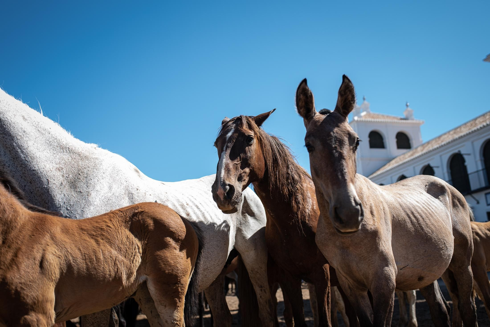 Imágenes de la Saca de las Yeguas a su paso por El Rocío