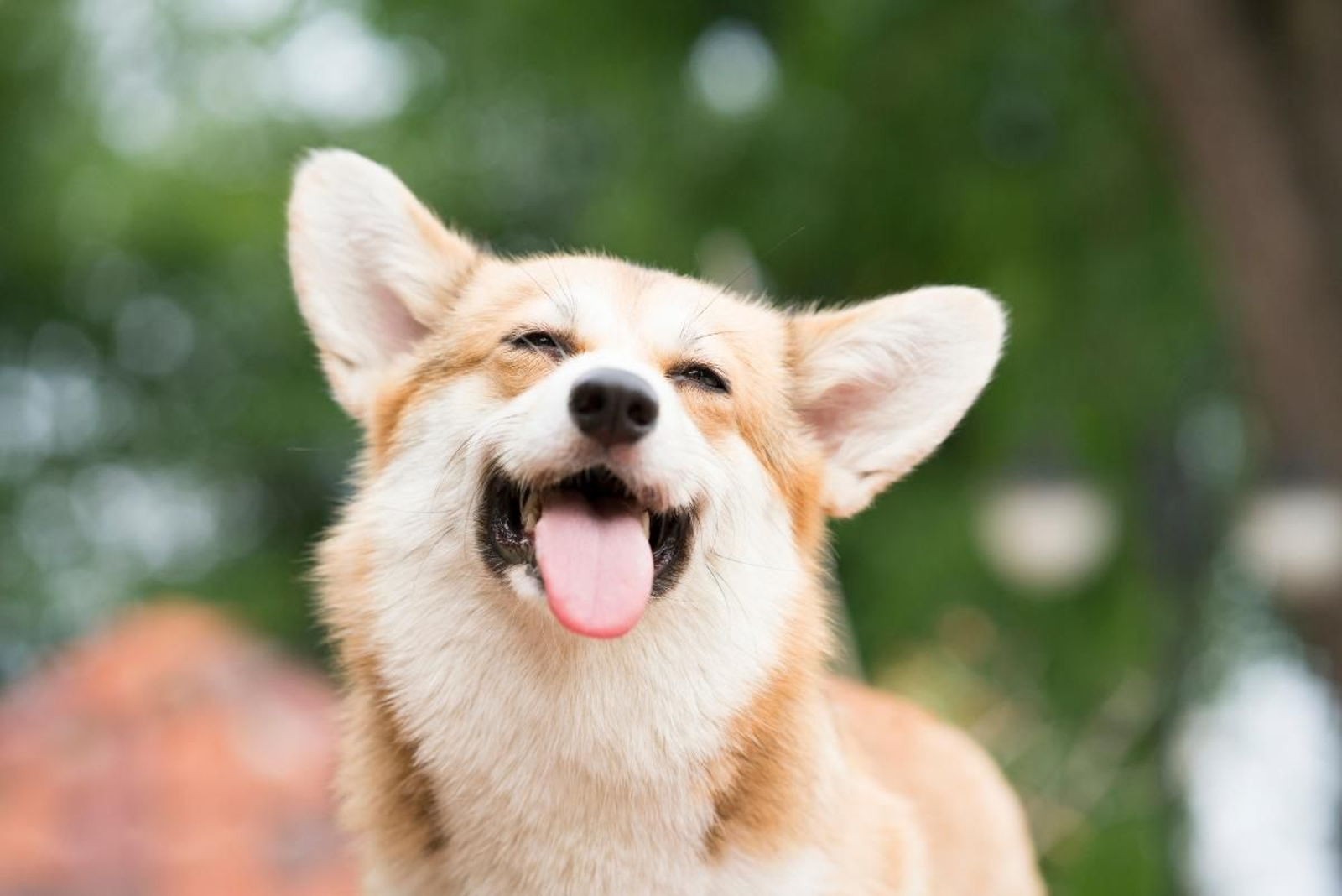 corgi