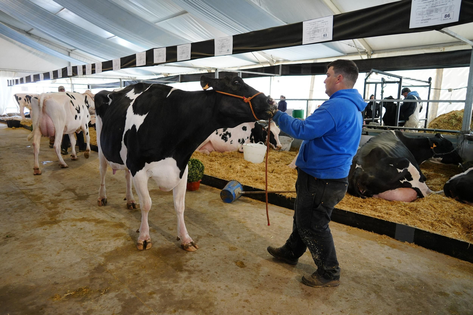 Un paseo en imágenes por la XVI Feria de Ganado Frisón Usías Holsteins de Dos Torres