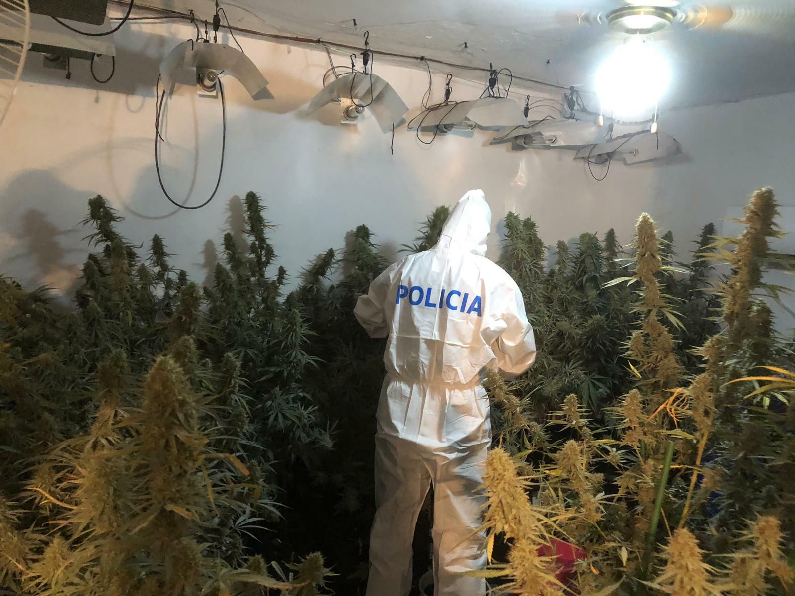 Agente de la Policía Nacional en una de las plantaciones.